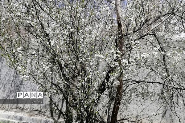 طبیعت زیبای بهاری روستای حصار دماوند
