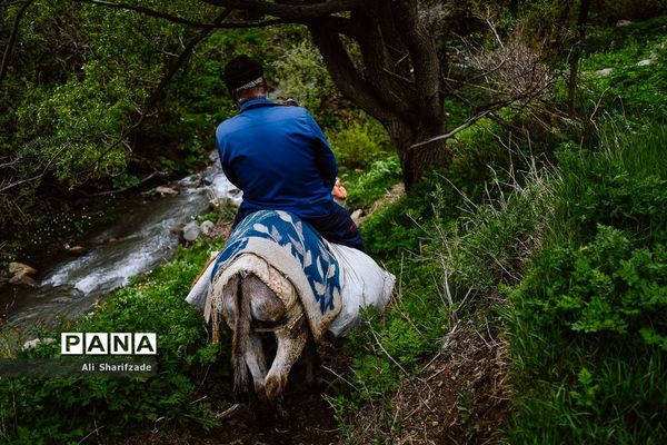 طبیعت زیبای منطقه کوهستانی البرز مرکزی