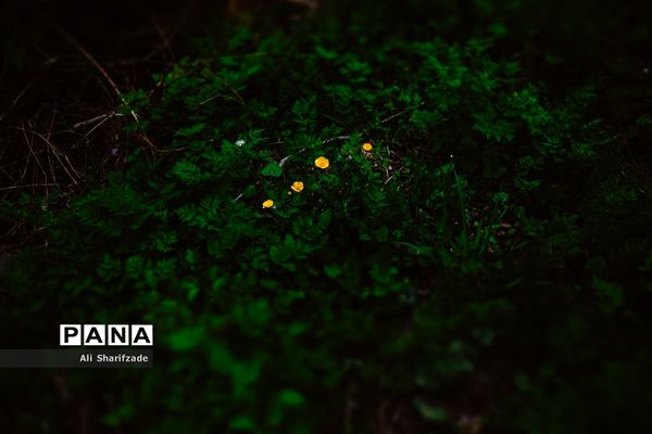 طبیعت زیبای منطقه کوهستانی البرز مرکزی