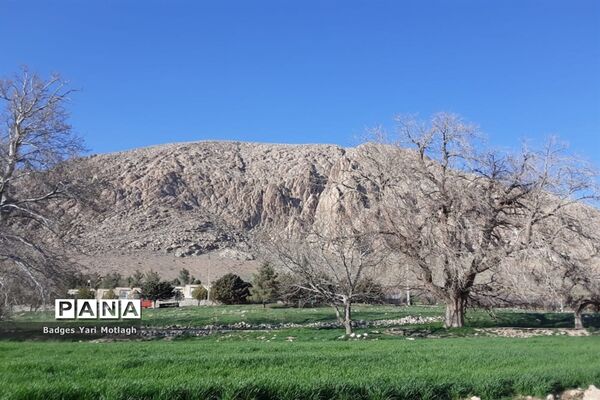 شکوفه‌های بهاری در روستای قله‌‌جوق کرمانشاه