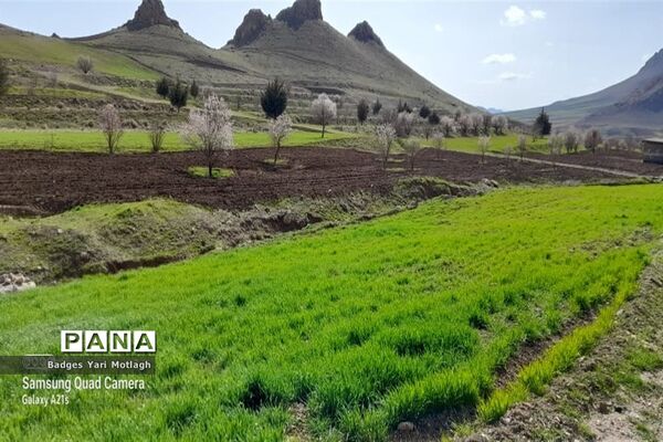 شکوفه‌های بهاری در روستای قله‌‌جوق کرمانشاه