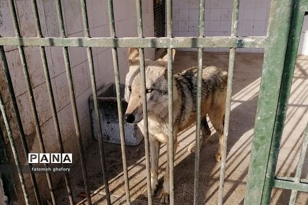 باغ وحش وکیل‌آباد در مشهد مقدس