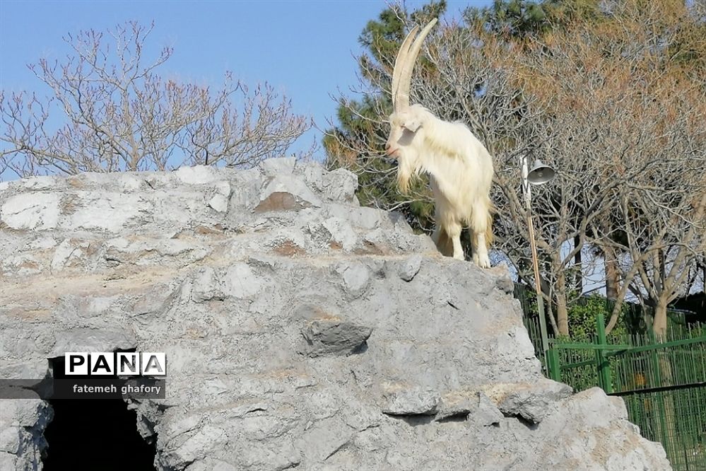 باغ وحش وکیل‌آباد در مشهد مقدس