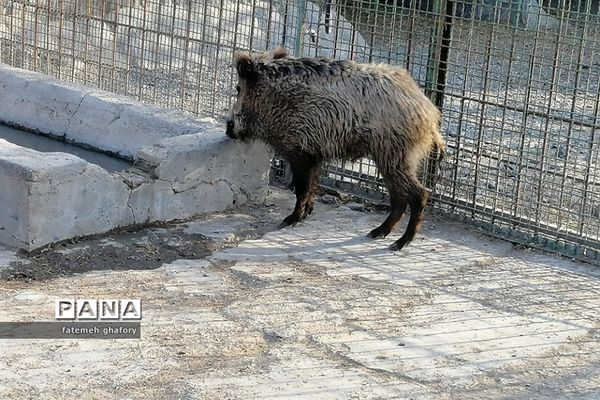 باغ وحش وکیل‌آباد در مشهد مقدس