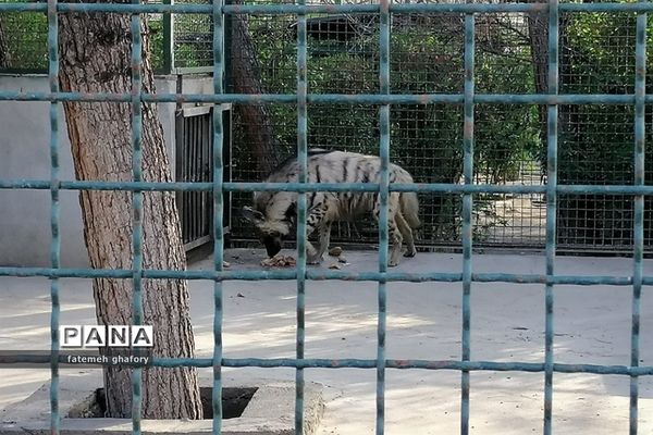 باغ وحش وکیل‌آباد در مشهد مقدس