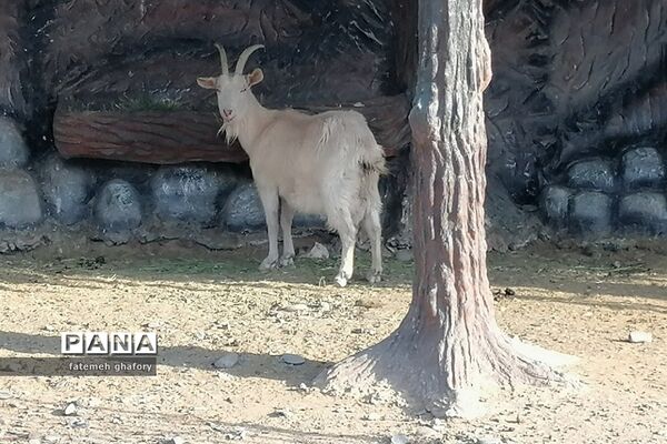 باغ وحش وکیل‌آباد در مشهد مقدس