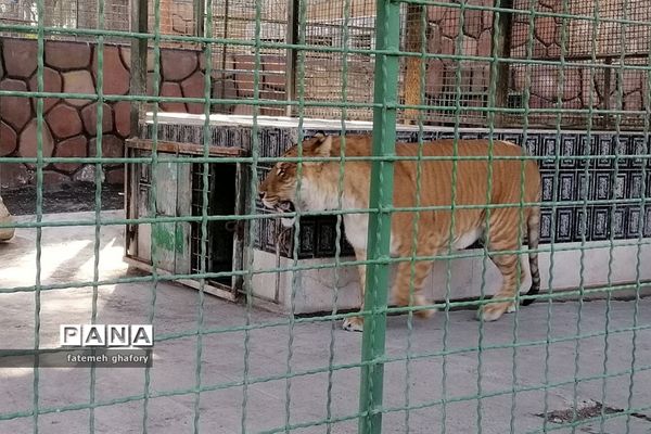 باغ وحش وکیل‌آباد در مشهد مقدس