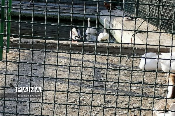 باغ وحش وکیل‌آباد در مشهد مقدس