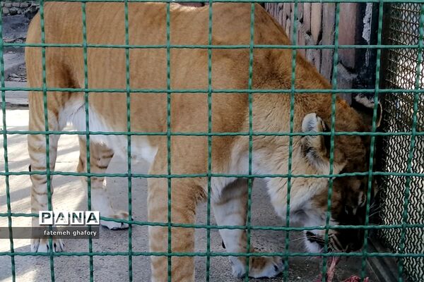 باغ وحش وکیل‌آباد در مشهد مقدس