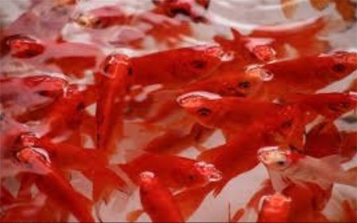 ماهی قرمز سفره هفت‌سین را در رودخانه رها نکنیم