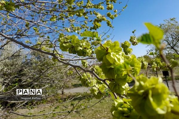 طبیعت زیبای بهاری باغ گیاه‌شناسی ملی ایران