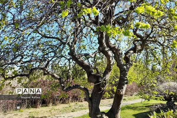 طبیعت زیبای بهاری باغ گیاه‌شناسی ملی ایران