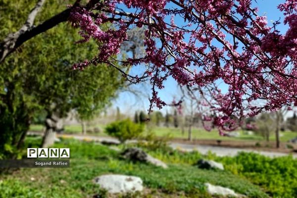 طبیعت زیبای بهاری باغ گیاه‌شناسی ملی ایران