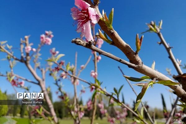 طبیعت زیبای بهاری باغ گیاه‌شناسی ملی ایران