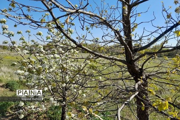 طبیعت زیبای بهاری باغ گیاه‌شناسی ملی ایران