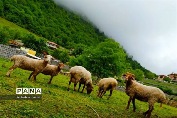 لاویج؛ بهشت گمشده مازندران