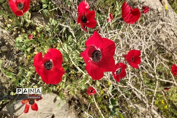طبیعت زیبای سردشت دزفول در بهار1401