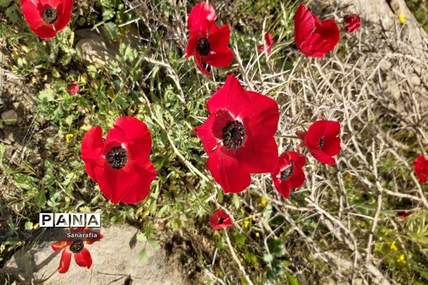 طبیعت زیبای سردشت دزفول در بهار1401