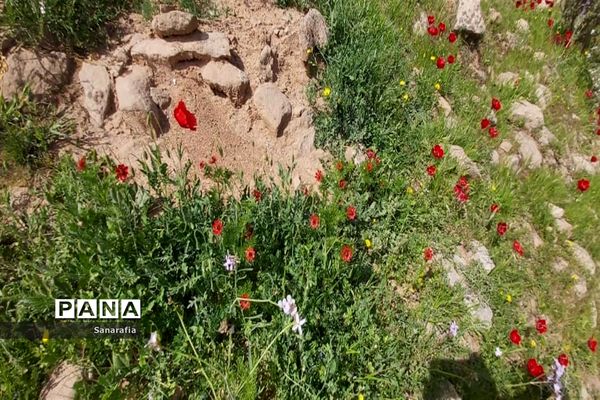 طبیعت زیبای سردشت دزفول در بهار1401