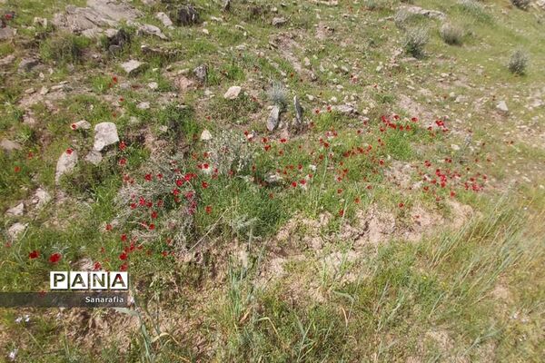 طبیعت زیبای سردشت دزفول در بهار1401