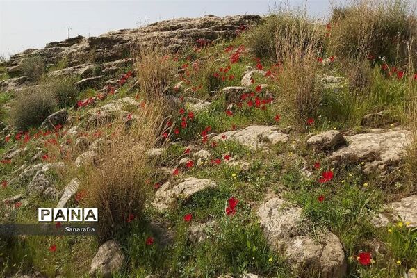طبیعت زیبای سردشت دزفول در بهار1401