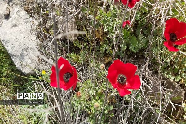 طبیعت زیبای سردشت دزفول در بهار1401