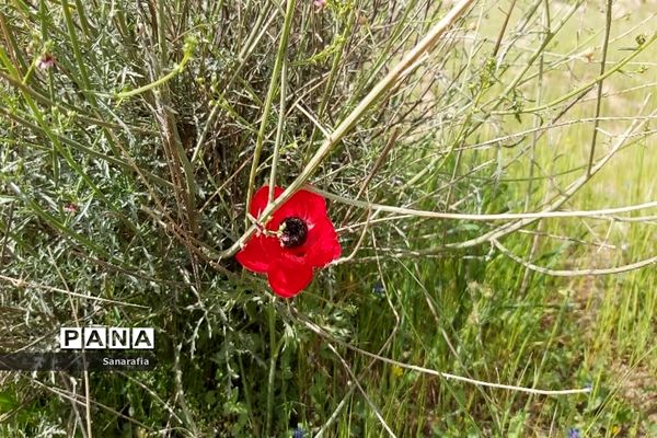 طبیعت زیبای سردشت دزفول در بهار1401