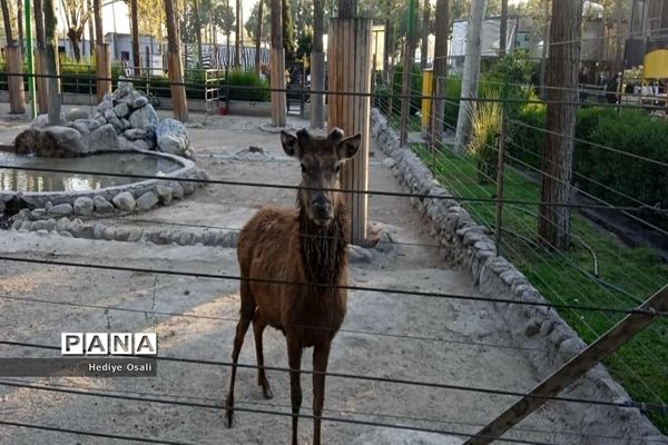 باغ وحش پارک ارم تهران