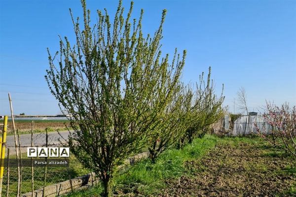 طبیعت استان مازندران در فصل بهار