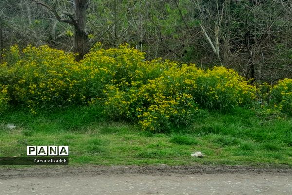 طبیعت استان مازندران در فصل بهار