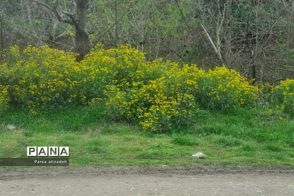 طبیعت استان مازندران در فصل بهار