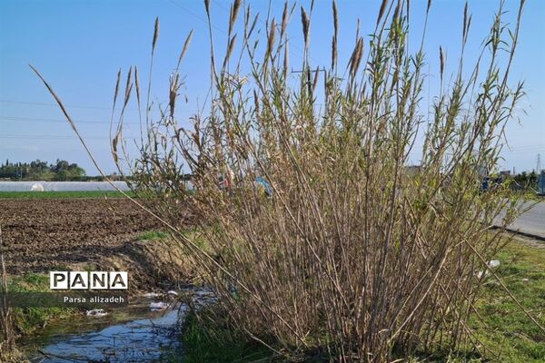 طبیعت استان مازندران در فصل بهار