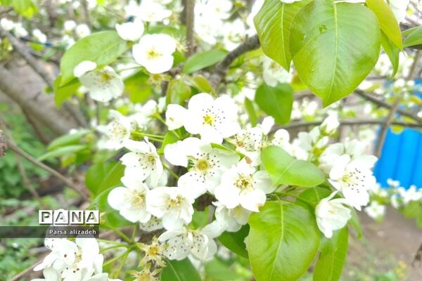 طبیعت استان مازندران در فصل بهار