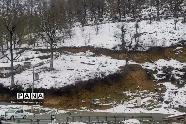 طبیعت بهاری جنگل‌های گیلان