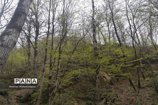 طبیعت بهاری جنگل‌های گیلان