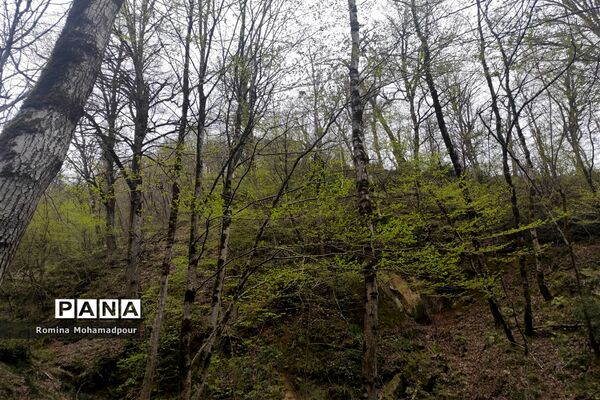 طبیعت بهاری جنگل‌های گیلان