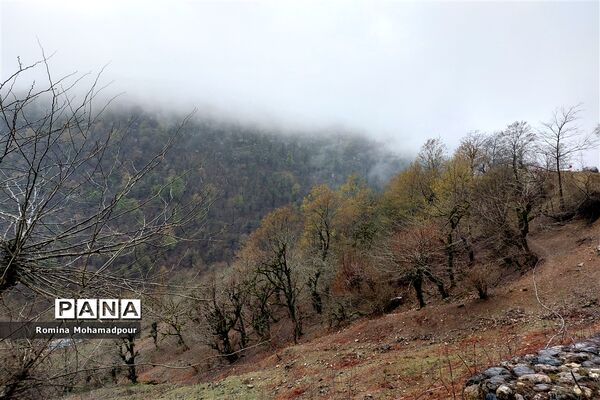 طبیعت بهاری جنگل‌های گیلان