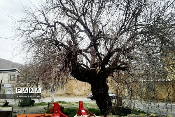 طبیعت بهاری و جاذبه‌های دیدنی روستای عمارت