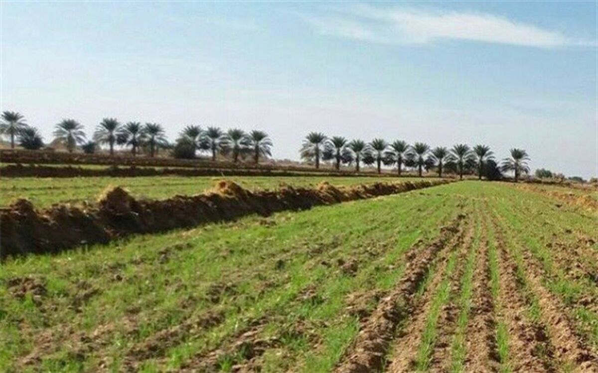 پیش‌بینی خرید تضمینی ۵.۵ میلیون تن گندم در سال جاری