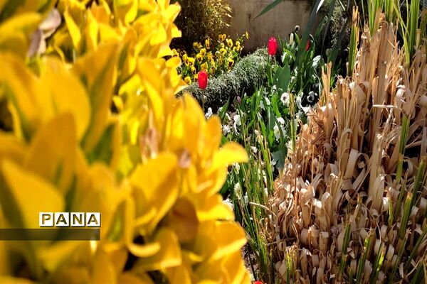 برگزاری جشنواره لاله‌ها در پارک چمران