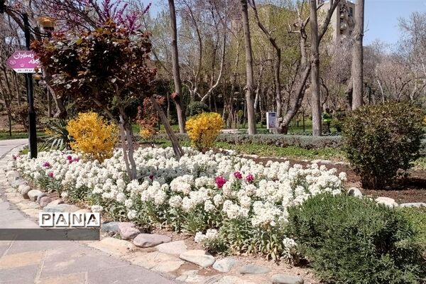 برگزاری جشنواره لاله‌ها در پارک چمران