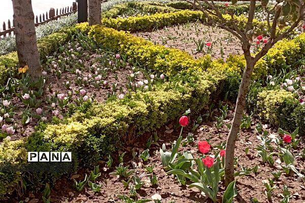برگزاری جشنواره لاله‌ها در پارک چمران