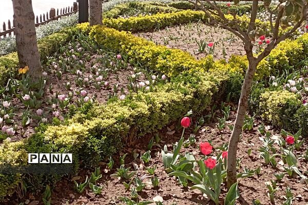 برگزاری جشنواره لاله‌ها در پارک چمران