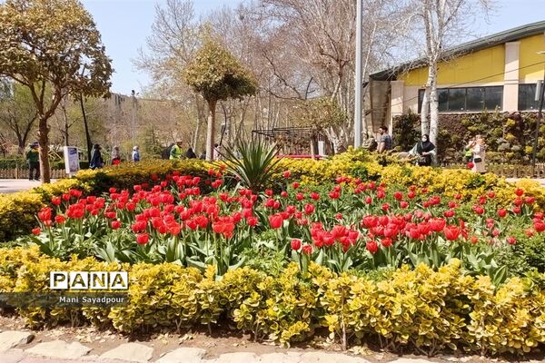 برگزاری جشنواره لاله‌ها در پارک چمران