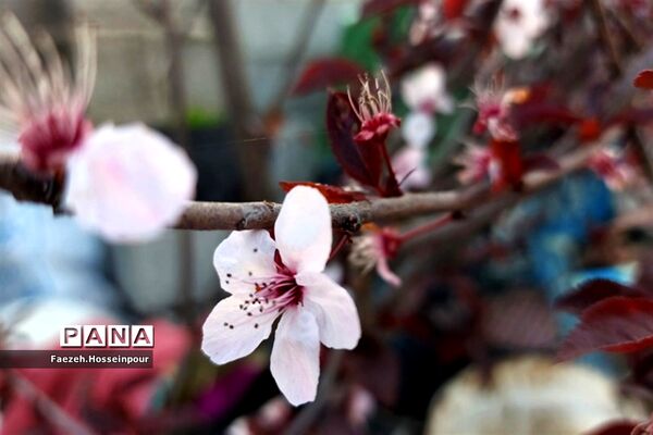 طبیعت بهاری در شمال کشور