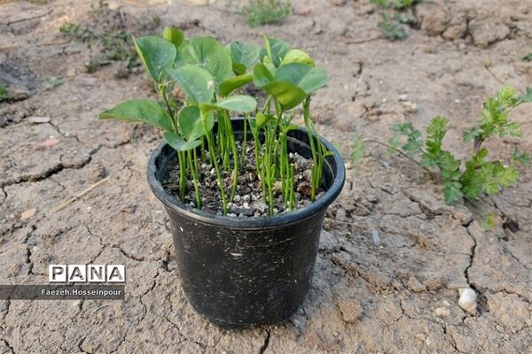 طبیعت بهاری در شمال کشور
