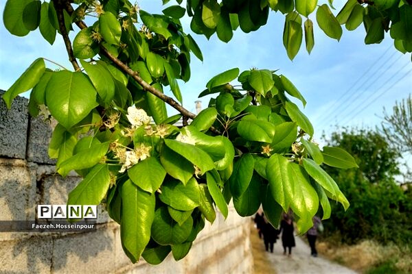 طبیعت بهاری در شمال کشور