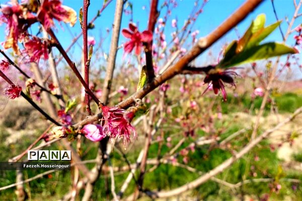 طبیعت بهاری در شمال کشور