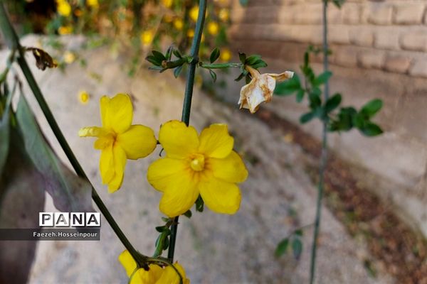 طبیعت بهاری در شمال کشور