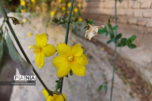 طبیعت بهاری در شمال کشور